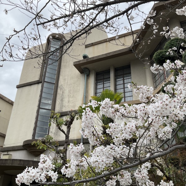 桜　甲南漬資料館